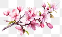 PNG Blossom flower cherry plant. 