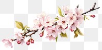 PNG Blossom flower cherry plant. AI generated Image by rawpixel.