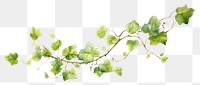 PNG Vine plant leaf ivy transparent background