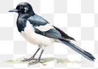 PNG Animal magpie bird  