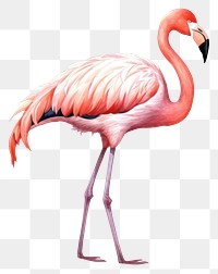 PNG Flamingo animal bird wildlife. AI generated Image by rawpixel.