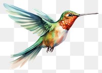 PNG Hummingbird animal beak creativity. 