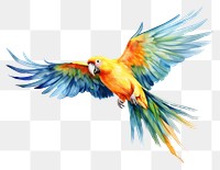 PNG Parrot animal bird creativity. 