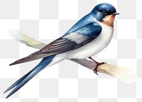 PNG Swallow animal bird  