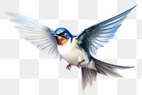 PNG Cartoon swallow animal flying. 