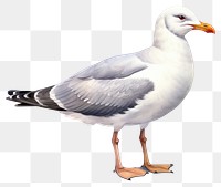 PNG Seagull cartoon animal white. AI generated Image by rawpixel.
