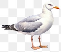 PNG Seagull cartoon animal white. 