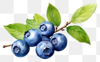 PNG  Blueberry fruit plant food. 