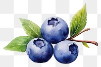 PNG  Blueberry fruit plant food