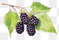 PNG  Blackberry fruit plant food. AI generated Image by rawpixel.