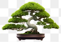 PNG Bonsai tree plant  