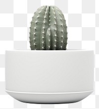 PNG Cactus  transparent background