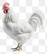 PNG Chicken poultry animal white. 