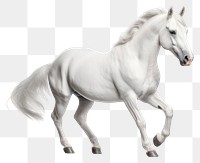 PNG Horse animal transparent background