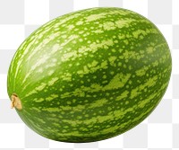 PNG Melon fruit watermelon green. 