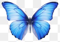 PNG Butterfly animal insect invertebrate. 