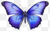 PNG Butterfly animal insect white background. AI generated Image by rawpixel.