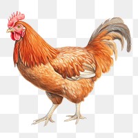 PNG Chicken poultry animal fowl. 