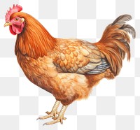 PNG Chicken poultry animal bird. 