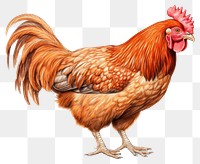 PNG Chicken poultry animal bird. 