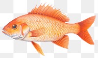 PNG fish transparent background