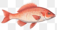 PNG fish transparent background