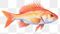 PNG fish transparent background