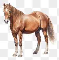 PNG Horse stallion drawing mammal. 