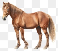 PNG Horse transparent background