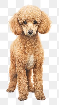 PNG Poodle mammal animal pet. 