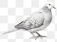 PNG Animal pigeon bird monochrome. 