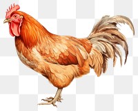 PNG Chicken poultry animal bird. 