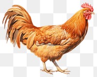 PNG Chicken poultry animal bird. 