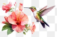 PNG Hummingbird animal flower plant. 