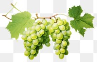 PNG Grapes fruit  transparent background