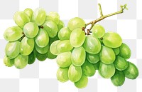 PNG Grapes fruit  transparent background