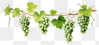 PNG Vine grapes fruit plant transparent background