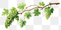 PNG Vine grapes plant food transparent background