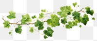 PNG Vine plant leaf ivy transparent background