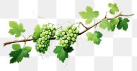 PNG Vine grapes plant food transparent background