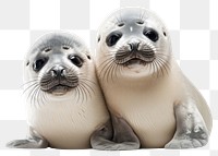 PNG Seal animal mammal togetherness transparent background