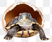 PNG Reptile animal turtle wildlife transparent background