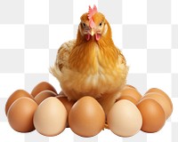 PNG Egg chicken poultry animal. 