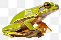 PNG Frog amphibian wildlife reptile transparent background