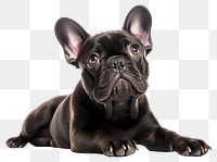 PNG Bulldog animal mammal pet transparent background