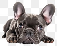 PNG Bulldog animal mammal pet transparent background