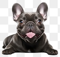 PNG Bulldog animal mammal pet transparent background