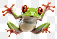 PNG Frog amphibian wildlife animal transparent background