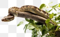 PNG Snake reptile animal branch. AI generated Image by rawpixel.