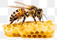 PNG Bee beehive animal insect. AI generated Image by rawpixel.